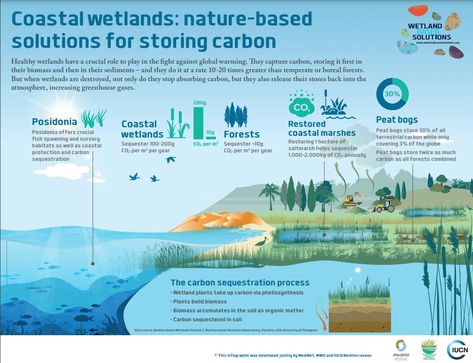 UN Biodiversity on LinkedIn: #climatechange Sustainability Consulting, Science Room, Extreme Weather Events, Western University, Boreal Forest, Storm Surge, Sea Level Rise, Sea Level, Extreme Weather