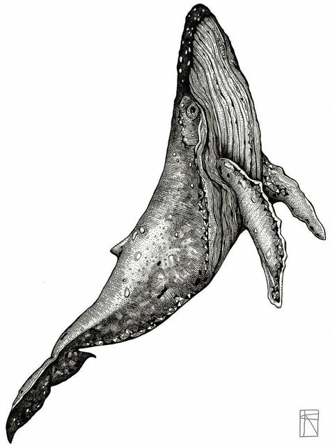 Draw Whale, Drawing Whale, Whale Tail Tattoo, Humpback Whale Tattoo, Whale Sketch, Nature Tattoo Ideas, Whale Pictures, Whale Tattoo, Cool Nature