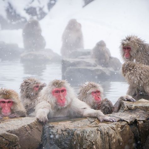 Japan Monkey Hot Springs, Japan Snow Monkeys, Hot Spring Monkey, Japanese Snow Monkeys, Monkeys In Hot Springs, Snow Monkeys Japan, Japan Monkey, Asian Monkey, Japan Animals