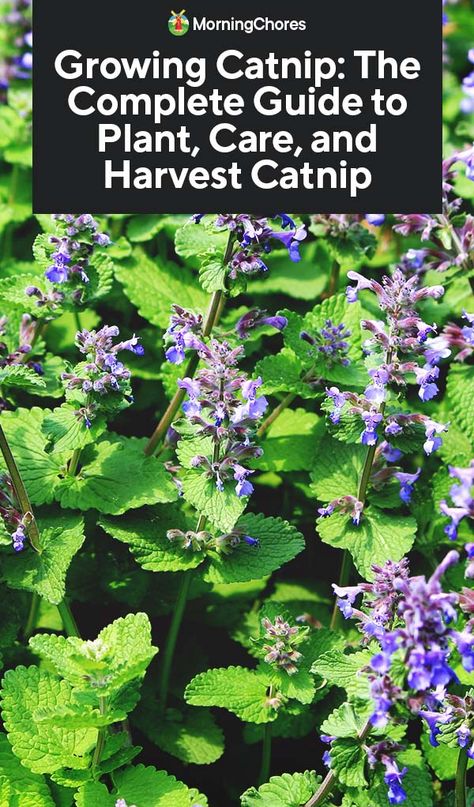 Growing Catnip: The Complete Guide to Plant, Care, and Harvest Catnip Catnip Plant Gardening, Cat Mint Plant, How To Grow Catnip, Hyssop Plant, Nyc Backyard, Grow Catnip, Growing Catnip, Hammock Area, Catnip Plant