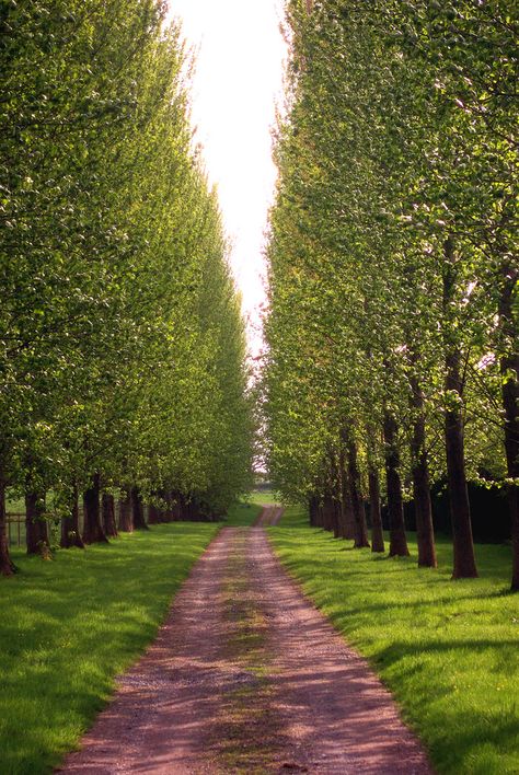 Poplar lined driveway Driveway Trees Lined Entrance, Long Driveway Landscaping Country Roads, Rustic Driveway, Spilled Flower Pot Ideas, Spilled Flower Pot, Garden Corner Ideas, Lined Driveway, Rustic Outdoor Spaces, Sophisticated Garden