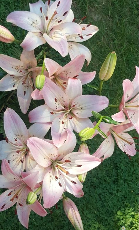 Lily Wallpaper, Plants Are Friends, Boquette Flowers, Flowers Bouquet Gift, Nothing But Flowers, Flower Therapy, Flowers For You, Beautiful Bouquet Of Flowers, Pretty Plants