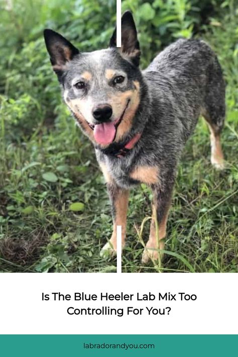 A blue heeler lab mix is a working Aussie dog breed from the outbacks. Muscular, firm, and friendly, they make awesome pets for herding Queensland Heeler Puppies, Heeler Puppies, Aussie Dog, Aussie Dogs, Blue Heeler, Dog Breed, Dog Breeds, Lab, Puppies