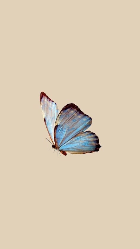 Blue Butterfly, Iphone, Blue