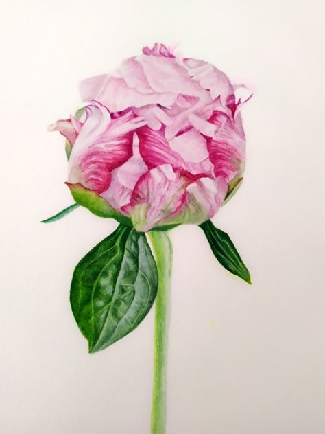 Peony botanical art watercolor painting hyperrealism Peonies Artwork, Peony Bud, Botanical Painting, Botanical Watercolor, Floral Illustrations, Watercolor Flowers, Watercolor Painting, Peonies, Watercolor Paintings