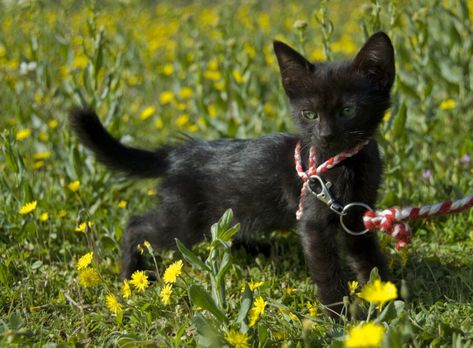 How To Make A Simple Cat Harness Out Of Rope In 8 Steps Instead of buying a harness, here’s how you can make your own cat harness in 8 steps. Step 1: Gather the Right Materials To make your harness, you’re going to need 4-6ft rope with some elasticity, a collar that fits your cat … How To Make A Cat Harness Out Of Rope, Paracord, or Ribbon Read More » Diy Kitten Harness, Cat Harness Crochet, Crochet Cat Harness, Diy Cat Harness, Crochet Pets, Kitten Harness, Cat Tips, Small Hair Clips, Cat Harness