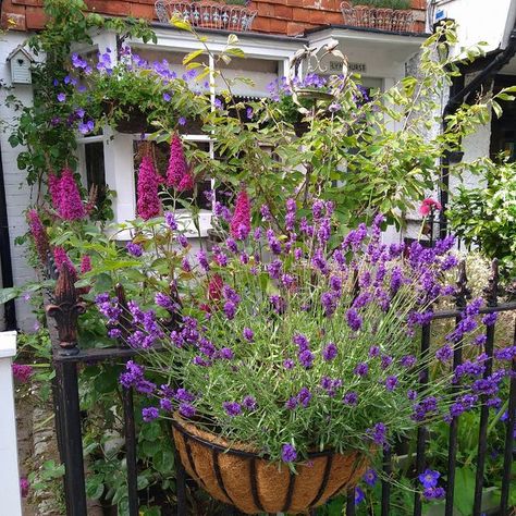 Sharron 🧵 flossieandboo.com 🧵 on Instagram: "Morning all! I'm experimenting with perennials in my baskets this year. Plants are so expensive these days, so I wanted to avoid paying for bedding plants that would be thrown away at the end of the season. I have hardy geraniums in the hanging baskets and lavender in the fence baskets. I will cut them back when the flowers are done and overwinter them on my allotment, ready to bring out again next spring when they come back to life. I plan to buy a Hanging Lavender, Garden Baskets, Hardy Geranium, Garden Basket, Spring Bulbs, Hanging Basket, The Fence, Bedding Plants, Back To Life