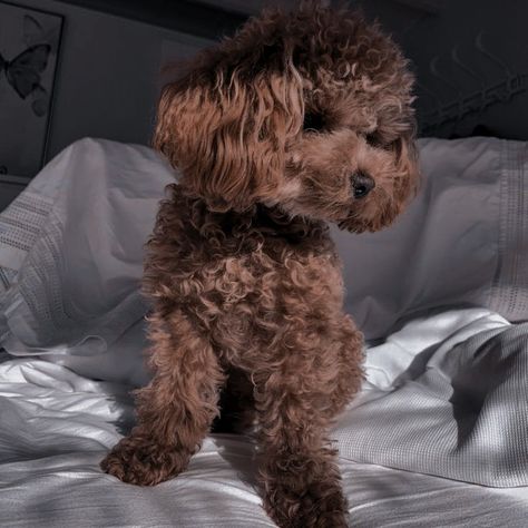 Brown Poodle, Toy Poodle Puppies, Poodle Puppies, Poodle Puppy, Brown Dog, Roblox Codes, Toy Poodle, Baby Dogs