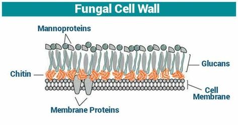 Cell Wall Structure, Wall Structure, Cell Wall, Cell Membrane, Biology, Wall, Quick Saves