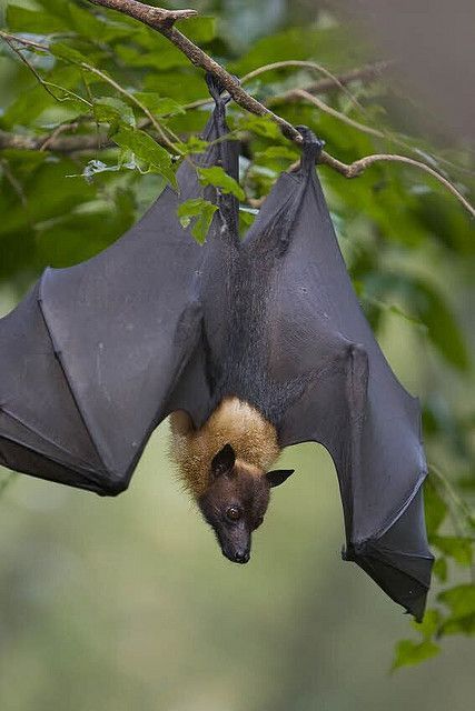 Bats are cool Fox Bat, Bat Flying, Flying Fox, Fruit Bat, Baby Bats, Cute Bat, Animal Planet, Animal Photo, Animals Friends