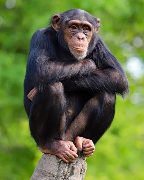 Chimpanzee Aesthetic, Badak Bercula Satu, Chimpanzee Wallpaper, Ape Photography, Monkey Pic, Chimpanzee Drawing, Monkey Reference, Chimpanzee Funny, Monkey Standing