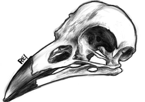 Raven Skull Art, Khonshu Tattoo, Raven Skull Drawing, Crow Skull Drawing, Bird Skull Drawing, Crow Skull Tattoo, Raven Skull Tattoo, Drawing Side View, Bird Skull Tattoo