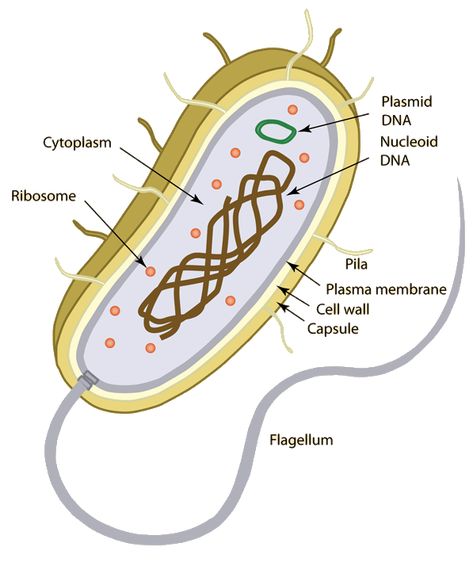 Here we have a Prokariotic cell, and its characteristics, from the inside to the outside of it. This is a rare cell, because it does not have defined organelles, so we need to know everything about them. Prokaryotic Cell Diagram, Bacteria Cell Drawing, Bacteria Cell Model, Prokaryotic Cell Drawing, Prokaryotic Cell Model, Bacteria Model, Prokaryotes And Eukaryotes, Cranial Nerves Anatomy, Cell Model Project