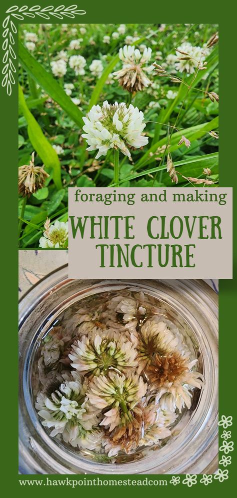 Herbal tinctures are easy to make and can provide so many natural benefits. Herbal tinctures are basically a concentrated herbal extract with alcohol. Alcohol is added to a fresh or dried herb to extract the active ingredients of the herb. Herbal tinctures have been used for centuries for their healing properties.  White clover is a beneficial plant that contains a lot of essential vitamins and minerals and has some amazing medicinal benefits. Hormone Balancing Tincture, Black Eyed Susan Tincture, Mint Tincture Uses, Peppermint Tincture Benefits, White Clover Tincture, Mullen Tincture Recipe, Mullin Tincture, White Clover Benefits, Honeysuckle Tincture