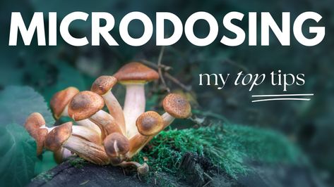 5 Years Of Microdosing Mushrooms: My Top Tips Magic Mushroom Microdose, Microdosing Mushrooms Schedule, Microdosing Mushrooms Benefits, Microdose Mushrooms Benefits, How To Microdose Mushrooms, Micro Dosing Mushroom, Microdosing Mushrooms How To, Mushroom Therapy, Mushroom Microdosing