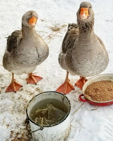 What Do Backyard Geese Eat? - Fresh Eggs Daily® Geese House, Backyard Geese, Goose Coop, Raising Geese, Quack Shack, Sebastopol Geese, Geese Breeds, Pet Turkey, Goose House