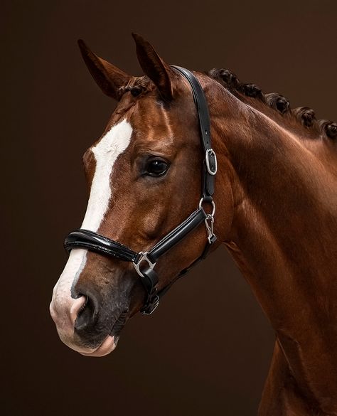 Horse Portrait Photography, Horse Portrait Painting, Horse Portraits, Hyperrealism Paintings, Warmblood Horses, Equine Portraits, Horse Dressage, Horse Portrait, Chestnut Horse