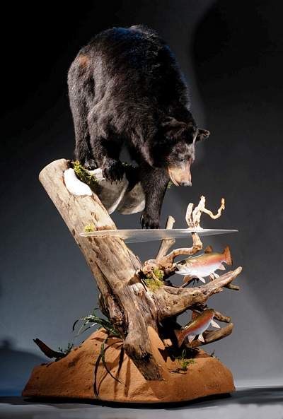 nice bear Deer Hunting Decor, Bear Mounts, Taxidermy Decor, Fish Mounts, Animal Taxidermy, Taxidermy Display, Deer Mounts, Hunting Room, Bear Hunting