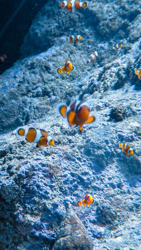 Fish Lockscreen, Clown Fish Wallpaper, Iphone Wallpaper Stills, Nostalgic Pictures, Fish Wallpaper, Clown Fish, Phone Wallpaper, Iphone Wallpaper, Fish