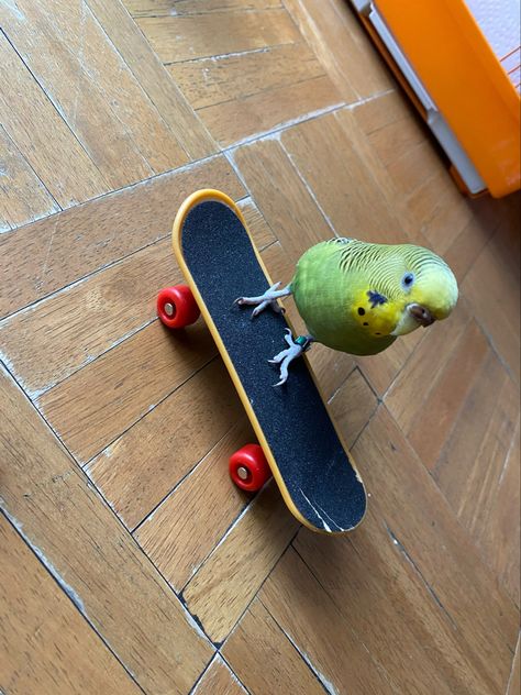 #tiktok #aesthetic #budgie #parakeet #skateboard #pinterest #pets #petlover #petsofinstagram #birds #cutecore #adorable #silly Pet Birds Aesthetic, Birds Being Silly, Parakeets Aesthetic, Budgies Aesthetic, Parakeet Aesthetic, Bird Pet Aesthetic, Pet Bird Aesthetic, Budgie Aesthetic, Budgies Parrot