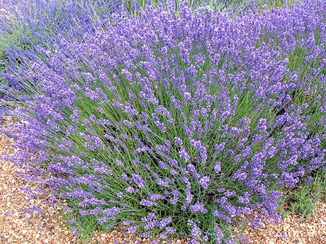 Lavandula angustifolia (English Lavender) is a compact, bushy shrub up to 3.3 feet (1 m) tall and rather more wide, with narrow, aromatic... French Lavender Plant, Types Of Lavender Plants, Sauna Garden, Lavender Nursery, Lavender Seeds, Provence Lavender, Lavender Garden, English Lavender, Lavender Plant