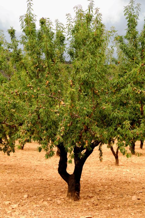 Almond Tree Drawing, Almond Plant, Almond Orchard, Planting Fruit, Desert Food, Isaiah Bible, Nut Trees, Evergreen Vines, Funny Umbrella