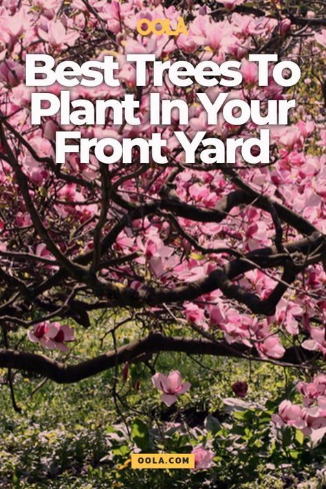 Good Trees To Plant Near House, Best Front Yard Trees, Trees For Driveways Entrance, Best Shade Trees Front Yards, Full Sun Trees Front Yards, Flower Trees For Front Yard, Easy Trees To Plant, Front Lawn Tree Ideas, Shade Trees Near House