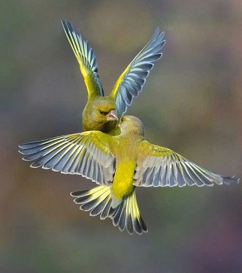 Amazing acrobatics! A pair of European Greenfinches (Chloris chloris) exchange food in mid-flight. This small songbird is widespread throughout Europe, northern Africa and soutwest Asia. Rainbow Photography, Lovely Animals, Kinds Of Birds, Airbrush Art, Bird Pictures, Exotic Birds, Pretty Birds, Colorful Birds, Small Birds