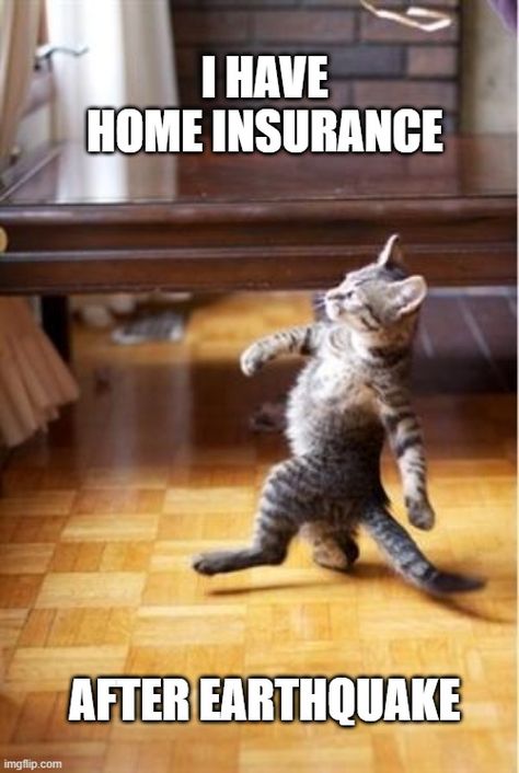 Home Insurance Memes: Funniest Meme Ever Created! Usually you wouldn’t think that insurance is a funny topic, but most of us can laugh at these hilarious insurance topic. #homeinsurancememes #homeownersinsurancememes #geicohomeinsurancememes Cat Ownership, Male Fitness, Haters Gonna Hate, Cat People, Retro Humor, Memes Humor, Funny Cat Memes, Funny Animal Memes, Animal Jokes