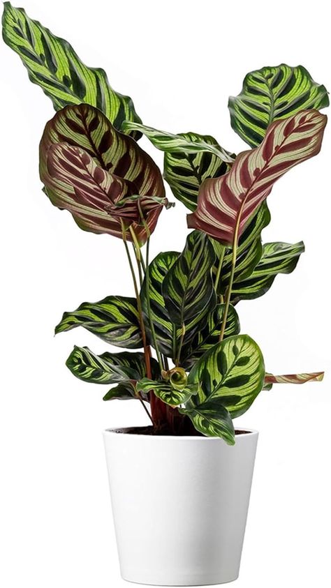 American Plant Exchange Calathea Makoyana with White Pot Cover, 6-Inch Pot, Easy Care, Live Indoor Prayer Plant, Pet Safe, Tropical Houseplant for Home & Office Décor Prayer Plants Houseplant, Plant Mirror, Calathea Makoyana, White Pot, Prayer Plant, Pot Cover, Africa Map, Pet Safe, Home Office Decor