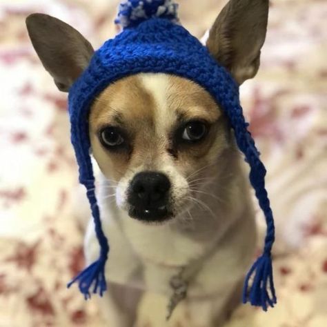 70 Crochet Dog Hat Patterns To Make Your Pet Look Super Cute - Craft & Design Crochet Hat For Small Dog Free Pattern, Pug Hat Crochet Pattern, Crochet Hat For Small Dog, Crochet Chihuahua Hat Pattern Free, How To Crochet A Dog Hat, Small Dog Hat Crochet Pattern, Crochet Dog Beanie Pattern, Free Dog Hat Crochet Pattern, Crochet Dog Santa Hat Free Pattern