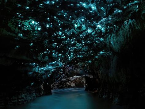 Bioluminescent Cave, Caves Aesthetic, Glowworm Caves New Zealand, Radiant Citadel, Waitomo Glowworm Caves, Magic Places Fantasy Dreams, Glowworm Caves, Glow Worm Cave, Abe Sapien