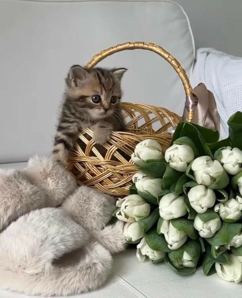 Cat And Dog Photos, Graduation Wallpaper, Easy Photography Ideas, Beautiful Love Images, Beautiful Arabian Horses, Graphic Design Photo, Cute Disney Pictures, Cute Cats Photos, White Tulips