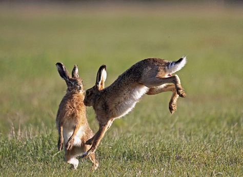 Hares jumping - Hares Hare Pictures, Nature Photography Animals, Rabbit Jumping, Hare Painting, Wild Hare, Rabbit Pictures, Animal Action, Scary Dogs, Afternoon Sun