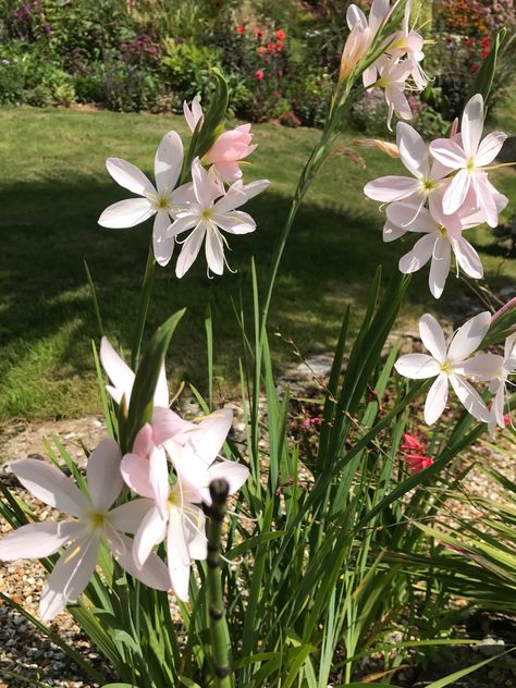 Schizostylis (Kaffir Lily) in the dry gravel bed. Kaffir Lily, Lily, Gift Ideas, Bed, Plants, Gifts