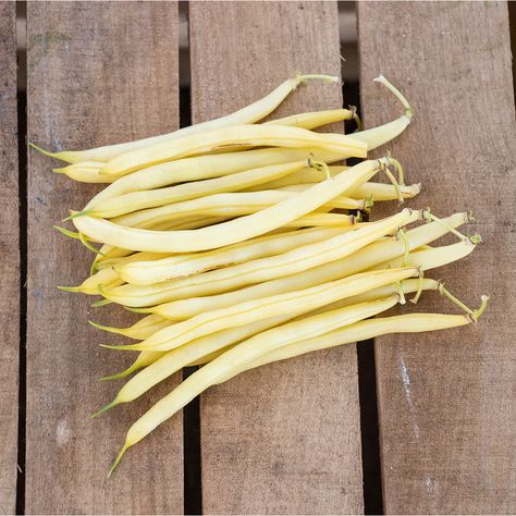 Caspian is a new medium sieve wax bean that has robust yields of good color pods and yellow pods that do not turn green or bleach out in handling and processing. Caspian also has an improved plant architecture and can be used as a Goldrush replacement. #gardenbean #vegetablegarden Hydrangea Picture, Plant Architecture, Bean Garden, Lily Pictures, Hardy Hibiscus, Easy Vegetables To Grow, Wax Bean, Backyard Plan, Homestead Gardens