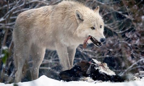 Wolves are such an intriguing animal that they frequently appear in myths and legend. Their habits have even given us the phrase “lone wolf”, used to mean a solitary person, Wolf Eating, Facts About Wolves, Animal Eating, Wolf Animal, Wolf Pup, Howl At The Moon, Wild Wolf, Red Wolf, Outdoor Shoot