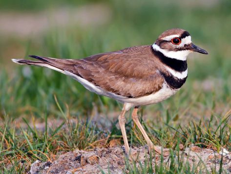 Killdeer - eBird Deer Calls, Common Birds, Shorebirds, Backyard Birds, Birds Tattoo, Birds Eye View, Birds Eye, Wild Birds, Bird Watching