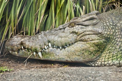 Crocodile Eating, Crocodile Teeth, Alligator Head, Wallpaper Dog Aesthetic, Birds Funny, Animals And Pet Supplies, Crocodile Head, Dog Tattoo Ideas, Wallpaper Dog