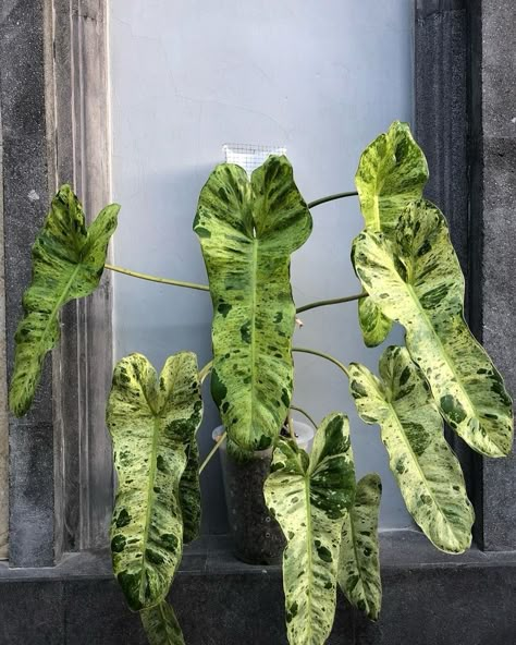 Philodendron Paraiso Verde 😍 Once you put these on a moss pole they really start to take off and produce big, beautiful leaves! 🪴 Pick yours up today @plant_vault 🪴 ✨ Shop & follow @plant_vault ✨ #paraisoverde #philodendronparaisoverde #philoparaisoverde Moss Pole, Alocasia Plant, Plant Goals, Tropical Flower Plants, Philodendron Plant, Plant Fungus, Beautiful Leaves, Plants Are Friends, Inside Plants