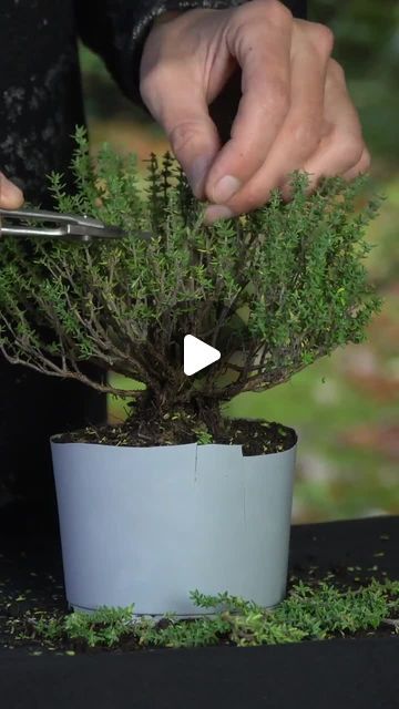 Bonsai Empire on Instagram: "These Thyme plants are widely available in supermarkets and garden centers - but do they make nice #Bonsai trees? In this video Oscar styles this cheap thyme (about 10 USD) into a little Bonsai tree.⁠ ⁠ Serious about growing your own Bonsai trees? Then consider enrolling in one of our online Bonsai Courses, taught by expert teachers. For the curriculums and free lectures, see link in bio." Bonsai Plants How To Grow, Lavender Bonsai, Olive Bonsai, Boxwood Bonsai, Outdoor Bonsai Tree, Bonsai Trees For Sale, Bonsai Diy, Bonsai Making, Thyme Plant