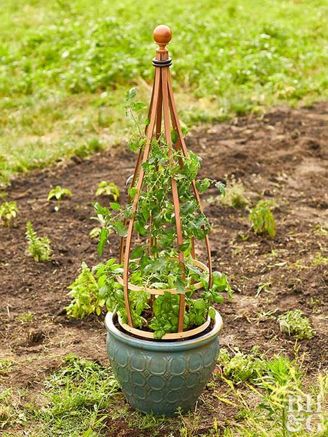 Display your vine plants anywhere in this beautiful DIY potted trellis. Container Trellis, Build Trellis, Trellis For Potted Plants, Mini Trellis, Pot Trellis, Climbing Plants Trellis, Building A Trellis, Vine Plants, Diy Bamboo