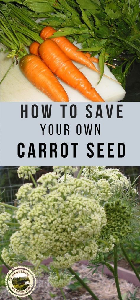 Garden Tips And Tricks, Grow Carrots, Carrot Gardening, Carrot Flowers, Growing Carrots, Fall Garden Vegetables, Carrot Seeds, Seed Saving, Square Foot Gardening