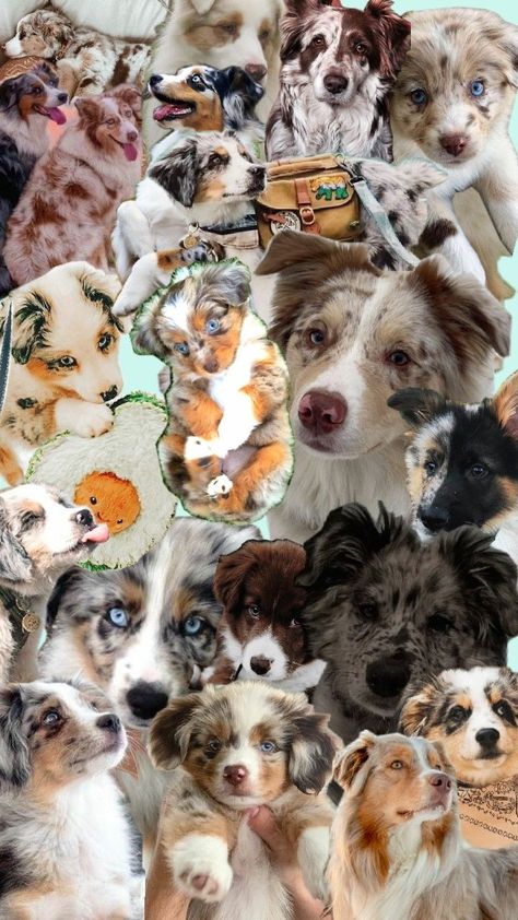 Australian Shepherd Wallpaper, Dog Wallpaper, Australian Shepherd, Dogs