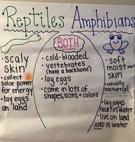 Reptiles And Amphibians Activities, Reptiles And Amphibians Preschool, Amphibians Preschool Activities, Reptile Preschool Activities, Reptiles Preschool, Amphibians Activities, January Preschool, All About Me Preschool Theme, Performance Task