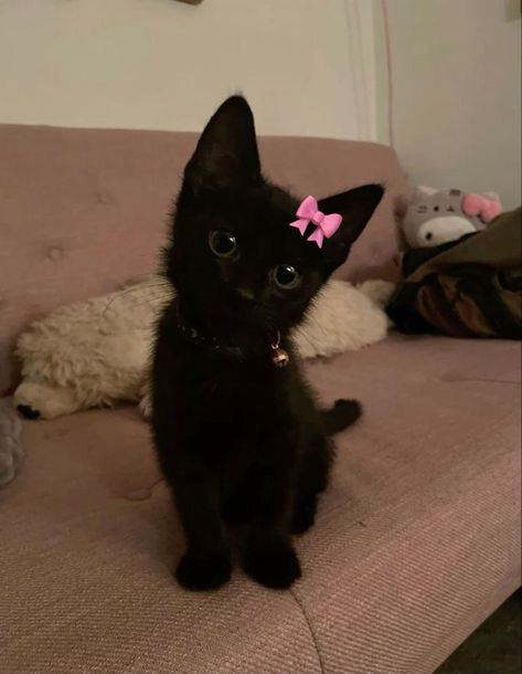 Black Cat Pink Aesthetic, Black Cat Pics, Black And Pink Coquette, Icons Cats, Black Cat Icon, Black Cat Pfp, Muffin Cat, Baby Black Cat, Kuromi Aesthetic