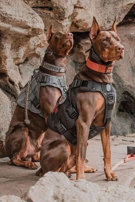 Doberman Breed, Strong Dogs, Army Dogs, Doberman Love, Big Dog Breeds, Pinscher Dog, Doberman Pinscher Dog, Scary Dogs, Doberman Dogs