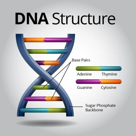 Milestones of DNA – THE ELEPHANT Dna Model Project, Dna Drawing, Dna Facts, Dna Structure, Dna Project, Study Biology, Dna Molecule, Dna Model, Endocannabinoid System