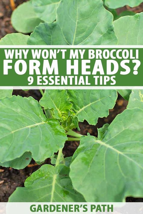 Growing broccoli can be a challenge, and sometimes what you get is a lot of leafy greens, but no heads. There are various reasons why this may happen, and there’s a lot you can do about it. Read on to discover the secrets of growing robust broccoli heads now on Gardener’s Path. #broccoli #gardeningtips #gardenerspath Broccoli Leaves, Broccoli Plant, Growing Broccoli, Vegetable Patch, Vegetable Garden Tips, Sustainable Gardening, Homesteading Skills, Fall Vegetables, Fall Garden Vegetables