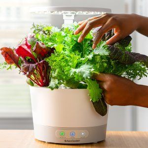 Lettuce Grow, Herb Garden In Kitchen, Bloom Where Youre Planted, Grow Plants, Growing Plants Indoors, Indoor Herb Garden, Indoor Gardens, Container Gardening Vegetables, Hydroponic Gardening